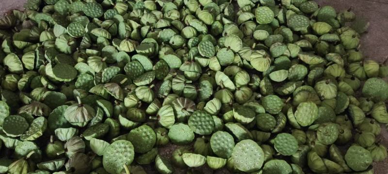 新鲜水果莲蓬新鲜水果莲蓬大量发货全国海南三亚发货