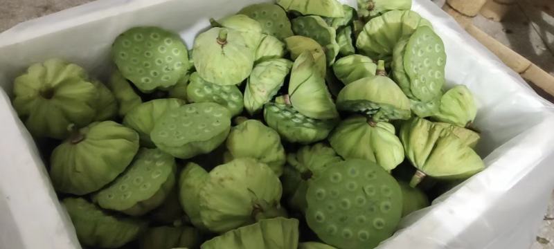新鲜水果莲蓬新鲜水果莲蓬大量发货全国海南三亚发货
