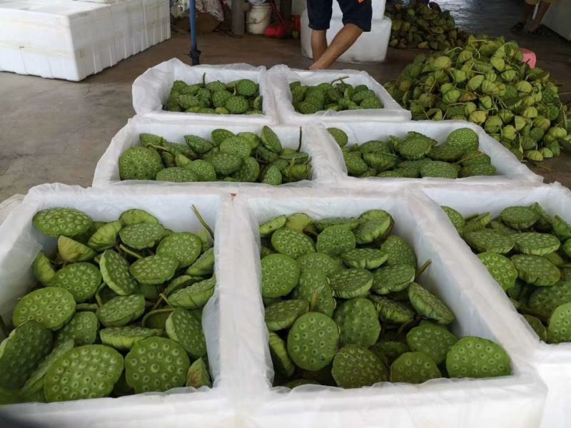 新鲜水果莲蓬新鲜水果莲蓬大量发货全国海南三亚发货