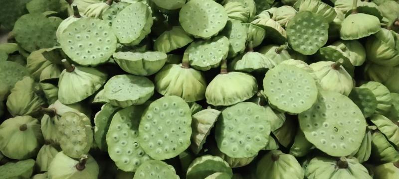 新鲜水果莲蓬新鲜水果莲蓬大量发货全国海南三亚发货
