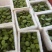 新鲜水果莲蓬新鲜水果莲蓬大量发货全国海南三亚发货