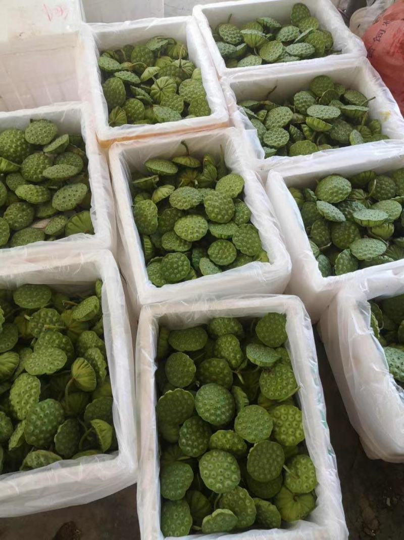 新鲜水果莲蓬新鲜水果莲蓬大量发货全国海南三亚发货
