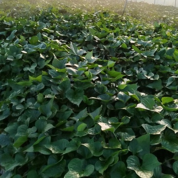 【推荐】大田红薯苗大量供货价格优惠欢迎致电联系
