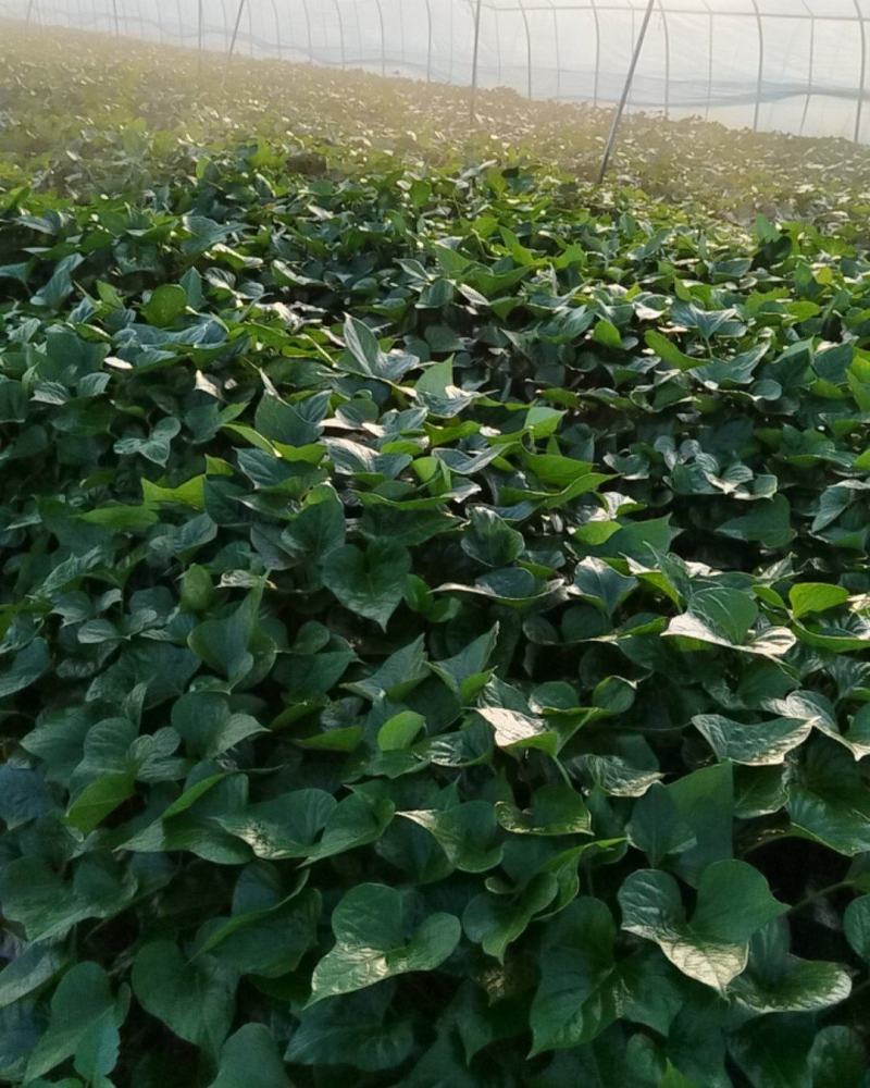 【推荐】大田红薯苗大量供货价格优惠欢迎致电联系