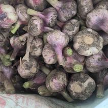 江苏精品大蒜紫皮蒜鲜蒜上市产地直发货源充足价格优惠发全国