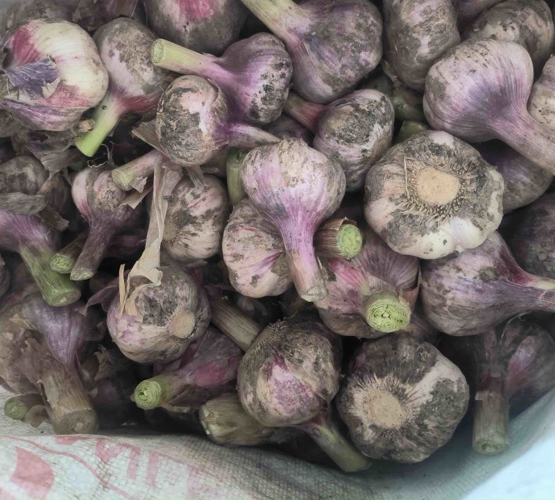 【价格优惠】江苏精品大蒜紫皮蒜上市产地直发货源充足发全国