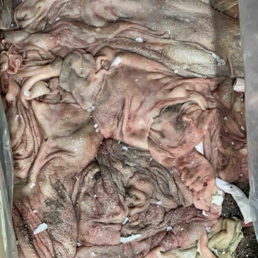 粗洗掉毛羊肚