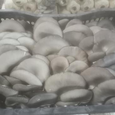 内蒙古包头市平菇