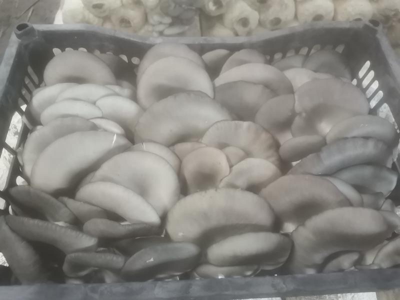 内蒙古包头市平菇