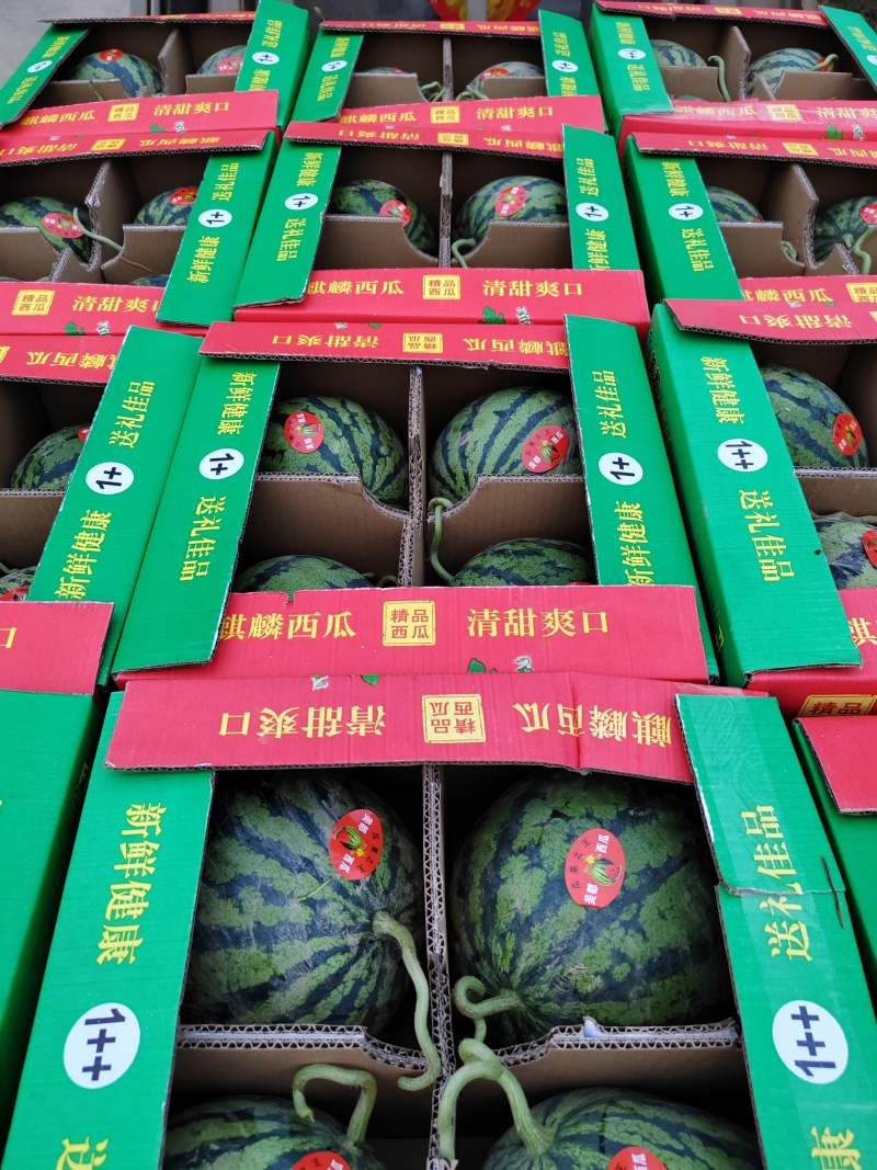 河南商丘美都西瓜大量上市产地直发全国发货量大价优