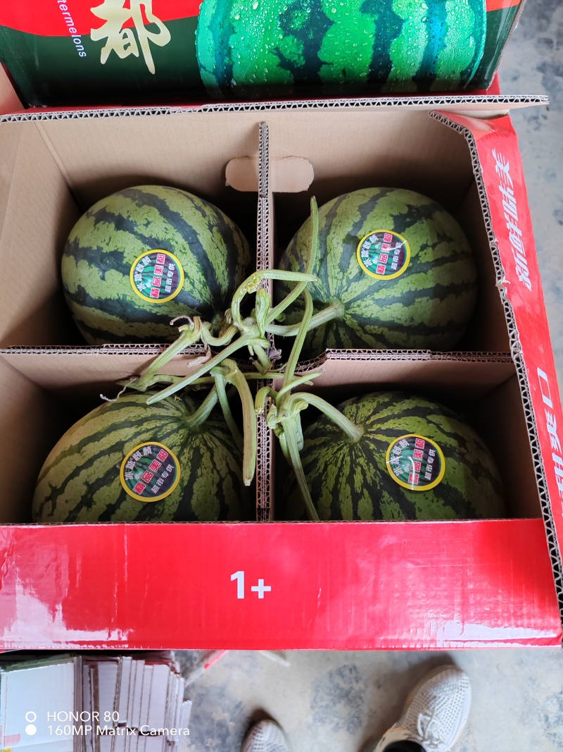 河南商丘美都西瓜大量上市产地直发全国发货量大价优