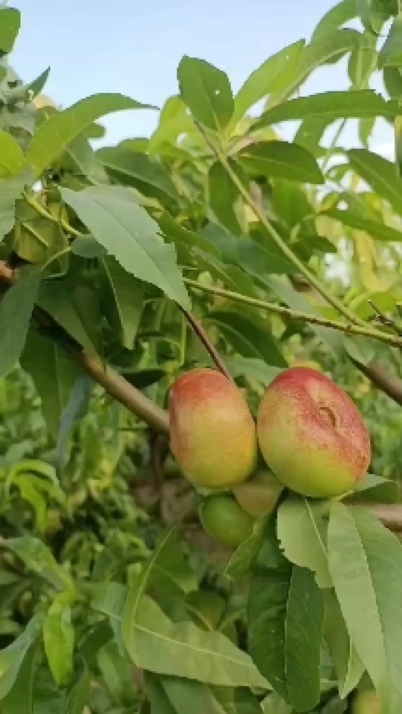 明月小蟠桃