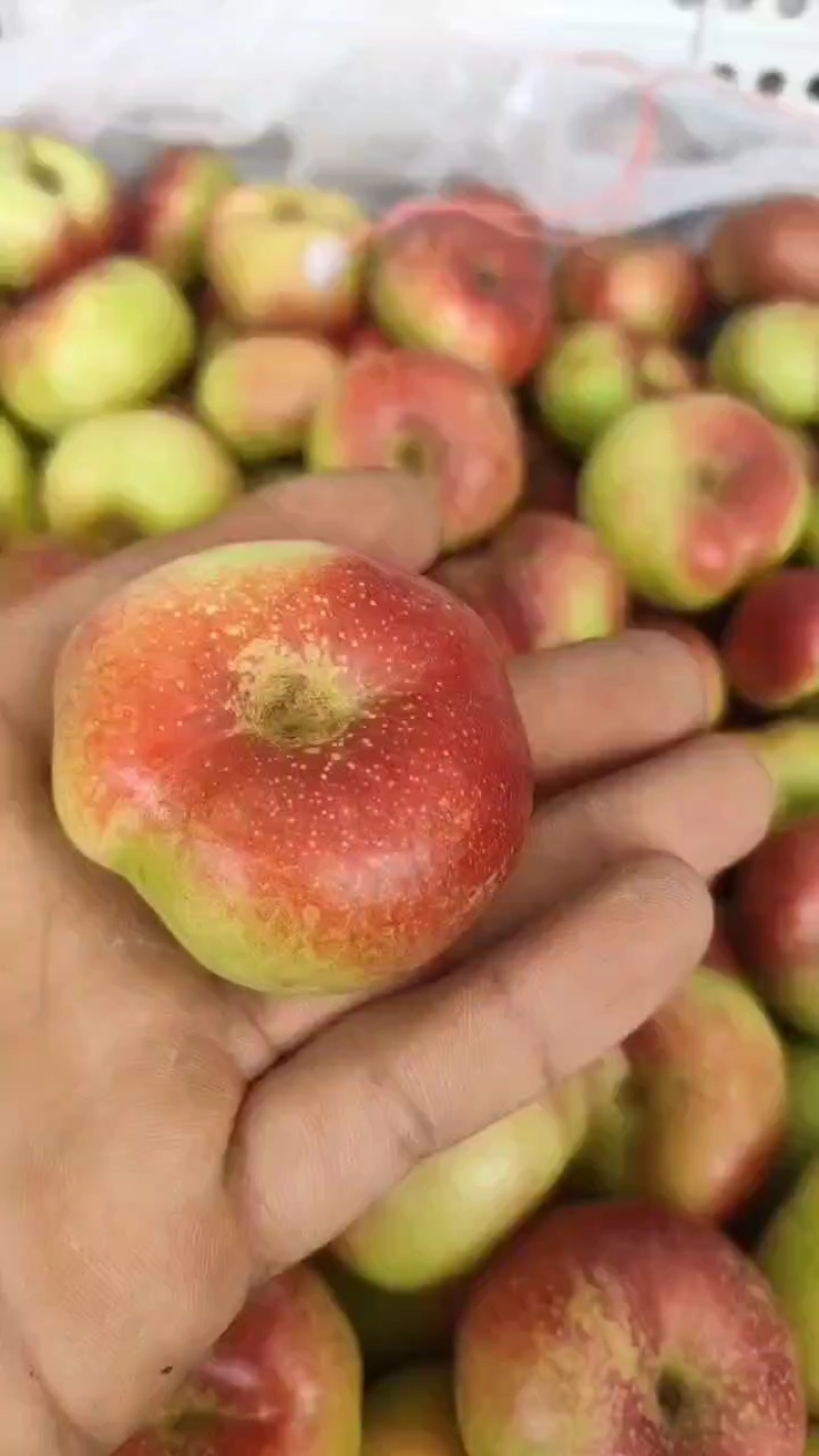 明月小蟠桃