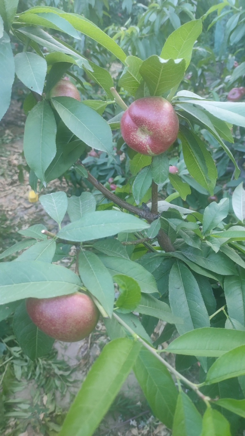 明月小蟠桃