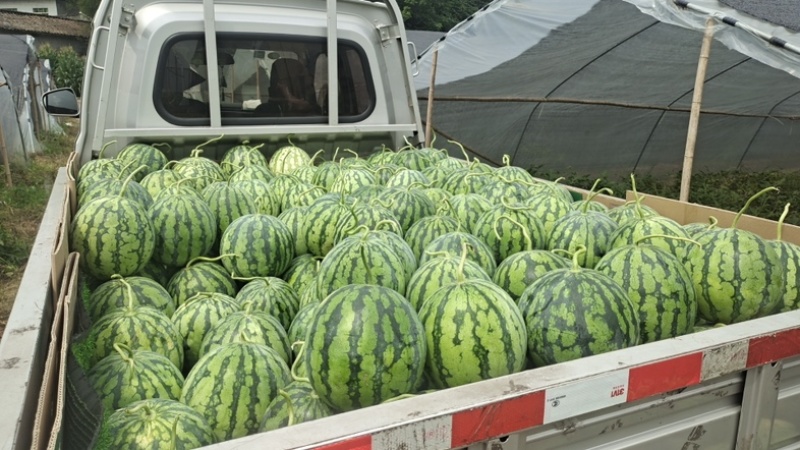 红心黑米美都西瓜🍉又甜又脆好吃；入口清新爽口；化渣