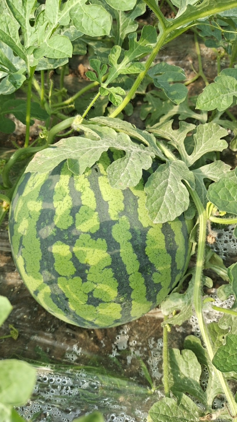 红心黑米美都西瓜🍉又甜又脆好吃；入口清新爽口；化渣