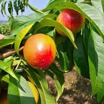 中油油桃大量上市，量大优惠对接全国市场，可视频看货，