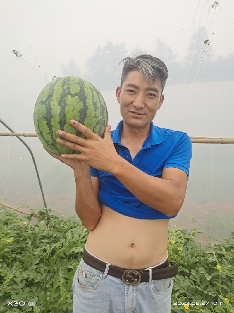 红心黑米美都西瓜🍉又甜又脆好吃；入口清新爽口；化渣