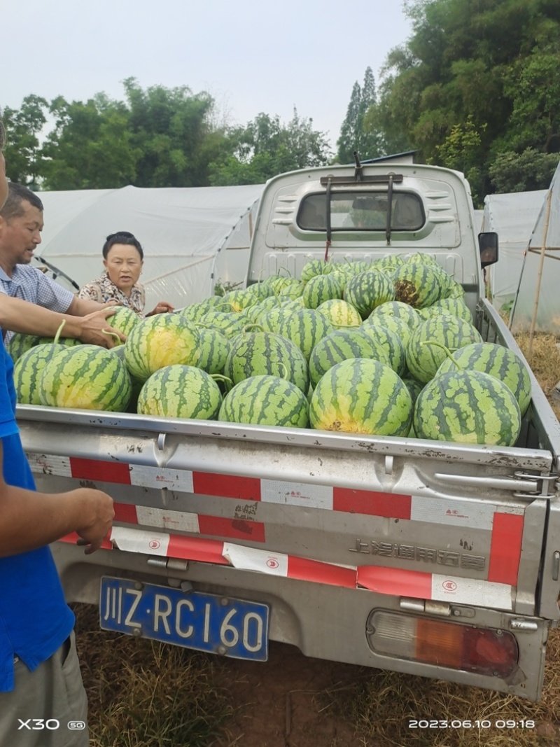 红心黑米美都西瓜🍉又甜又脆好吃；入口清新爽口；化渣