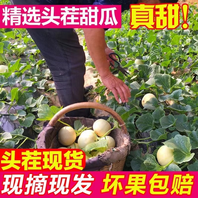 阎良甜瓜