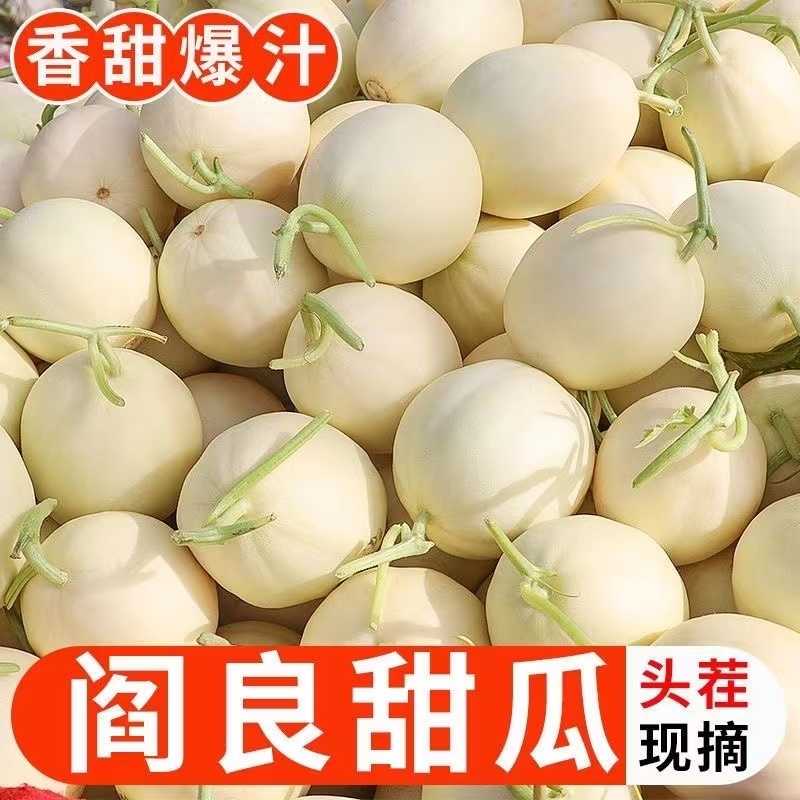 阎良甜瓜