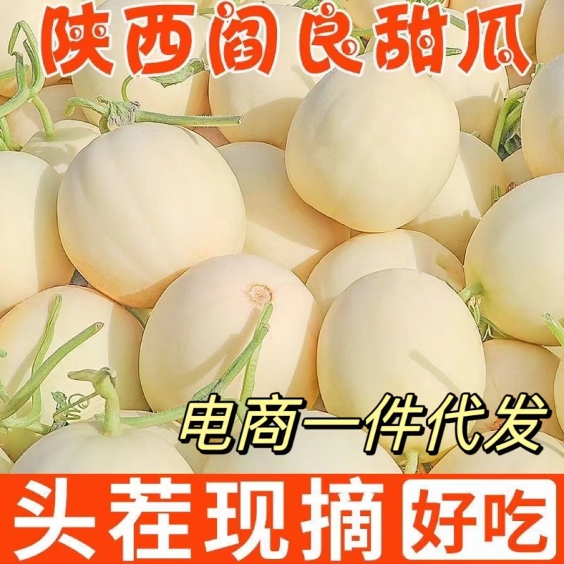 阎良甜瓜