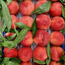 安徽六安市桃子大量上市中脆甜，有油桃。光战3号中桃9号。