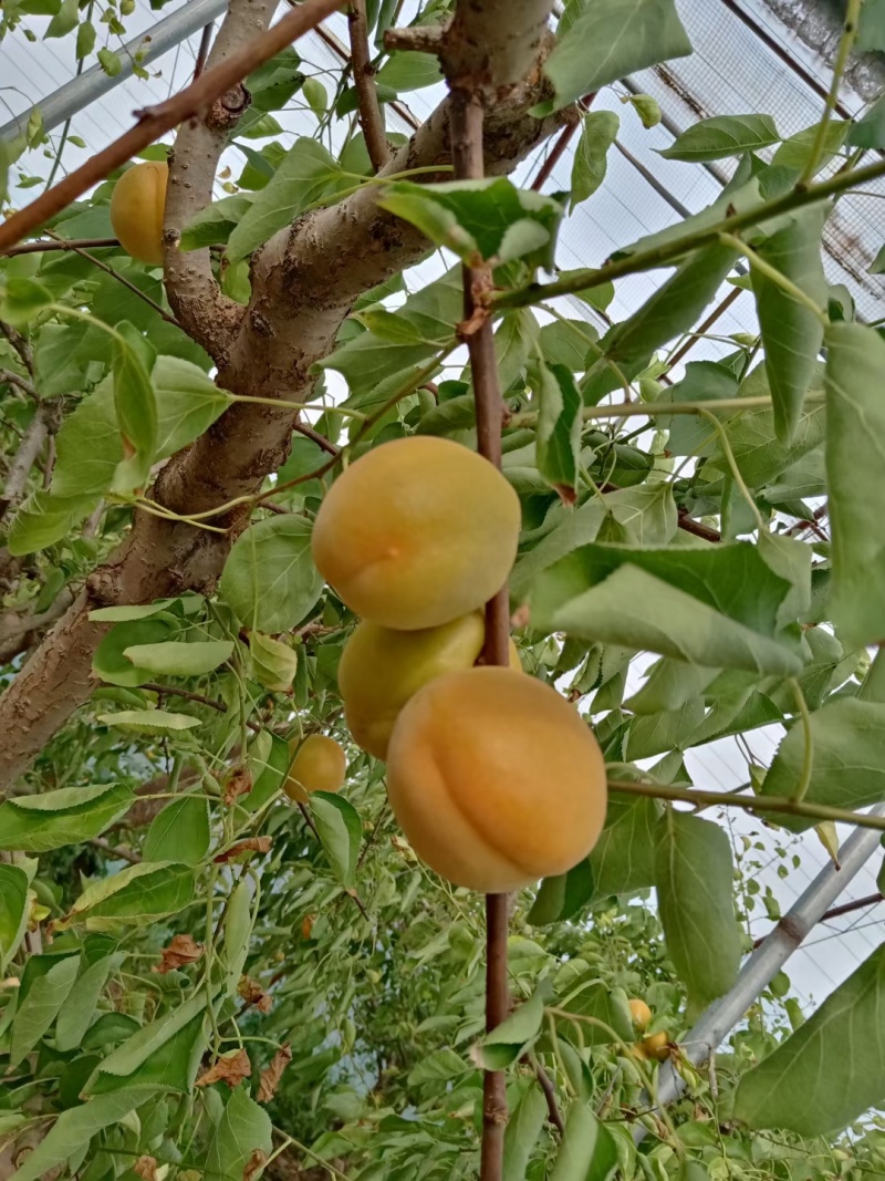 大黄杏，贵妃红杏，支持一件代发，电商平台对接发货