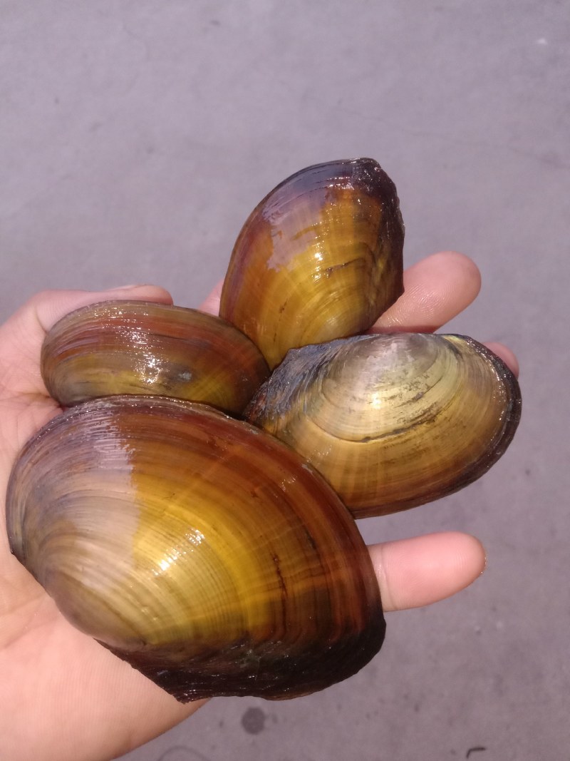 小河蚌鱼缸观赏