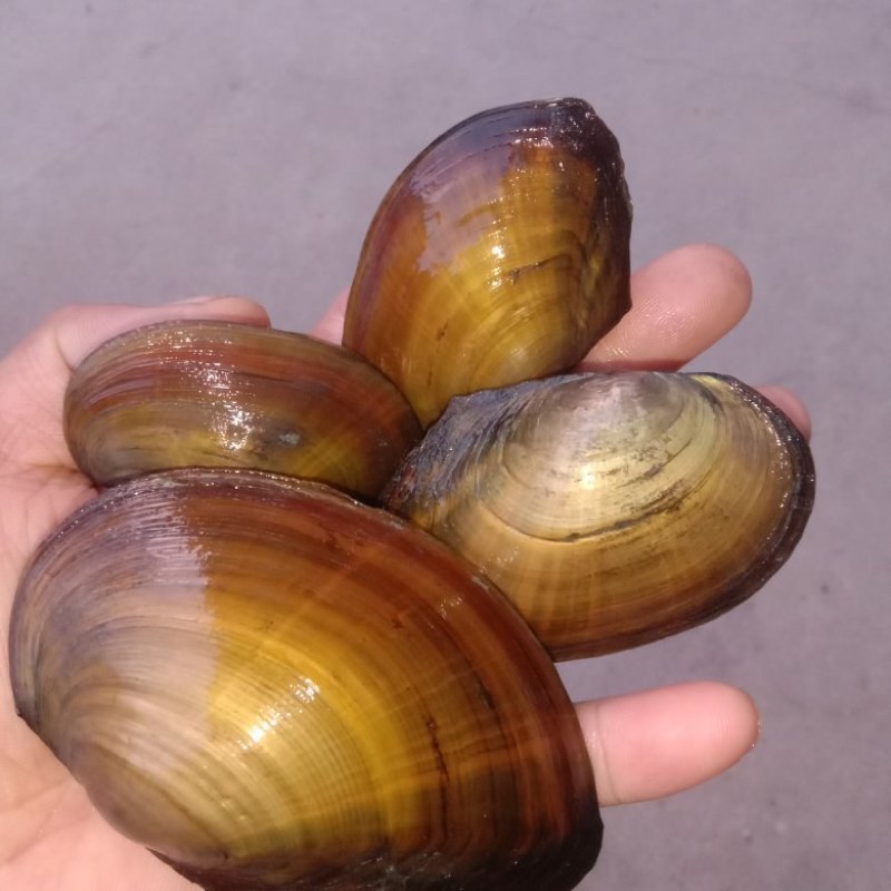 小河蚌鱼缸观赏