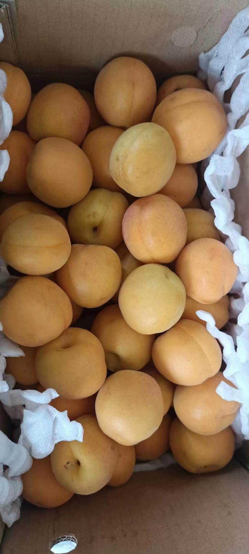凯特杏金太阳麦黄杏香白杏适合市场电商超市集市