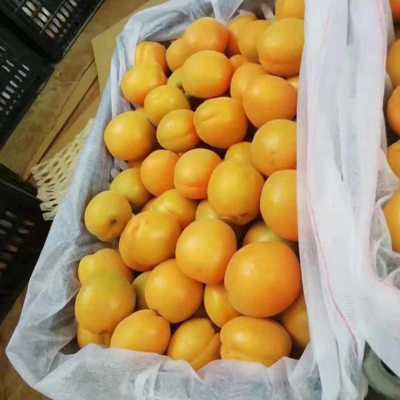 凯特杏金太阳麦黄杏香白杏适合市场电商超市集市