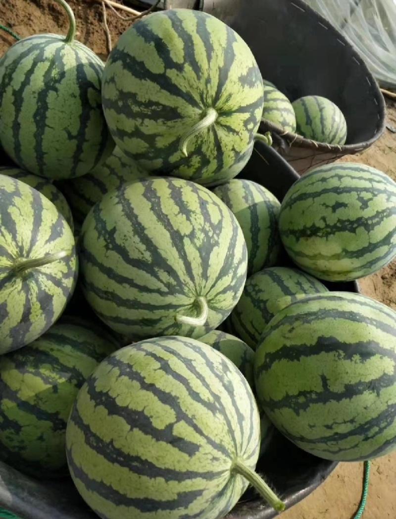 大棚无籽西瓜，自育苗，非嫁接。口感好，糖分高