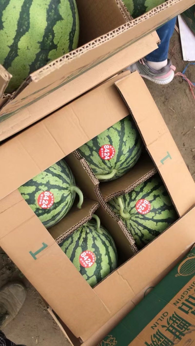大棚无籽西瓜，自育苗，非嫁接。口感好，糖分高