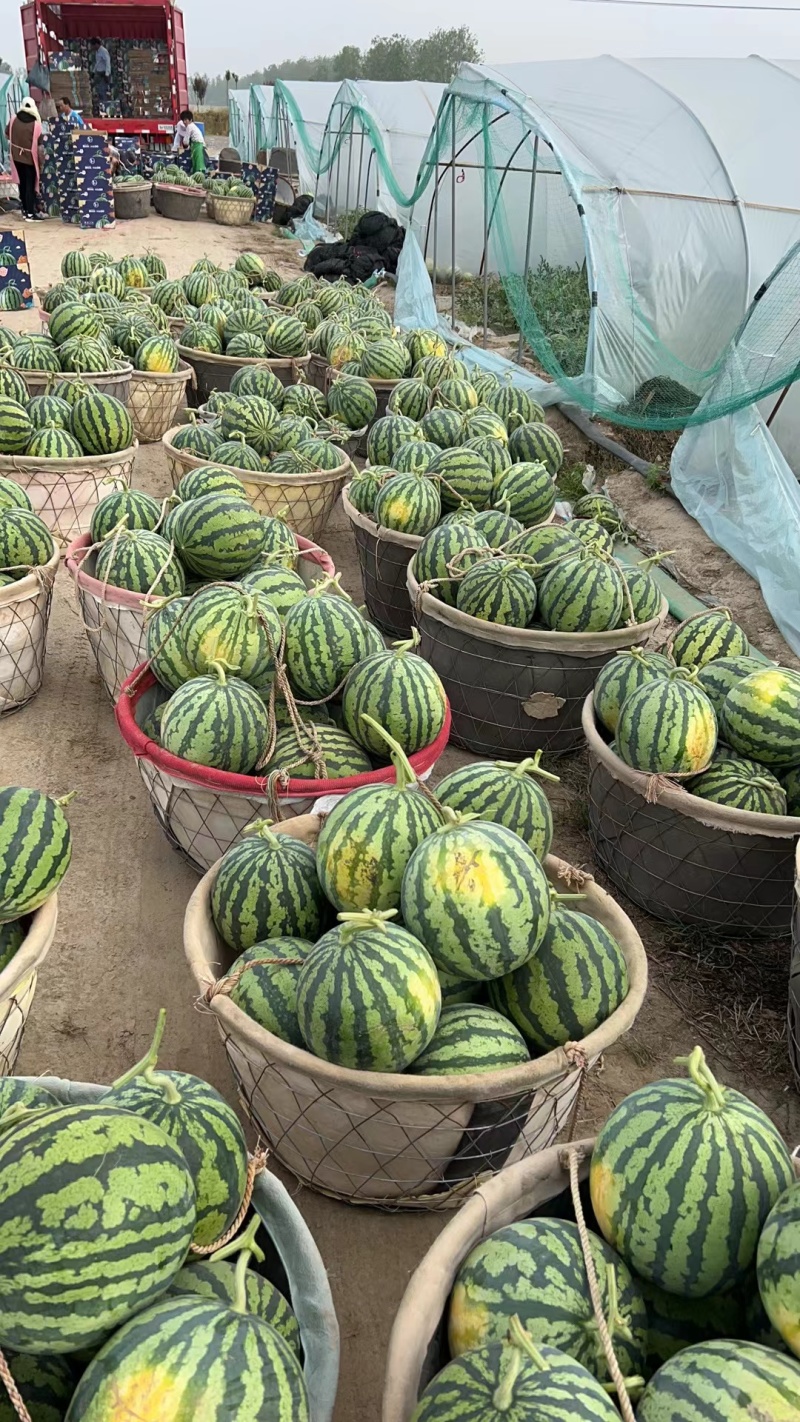 大棚无籽西瓜，自育苗，非嫁接。口感好，糖分高