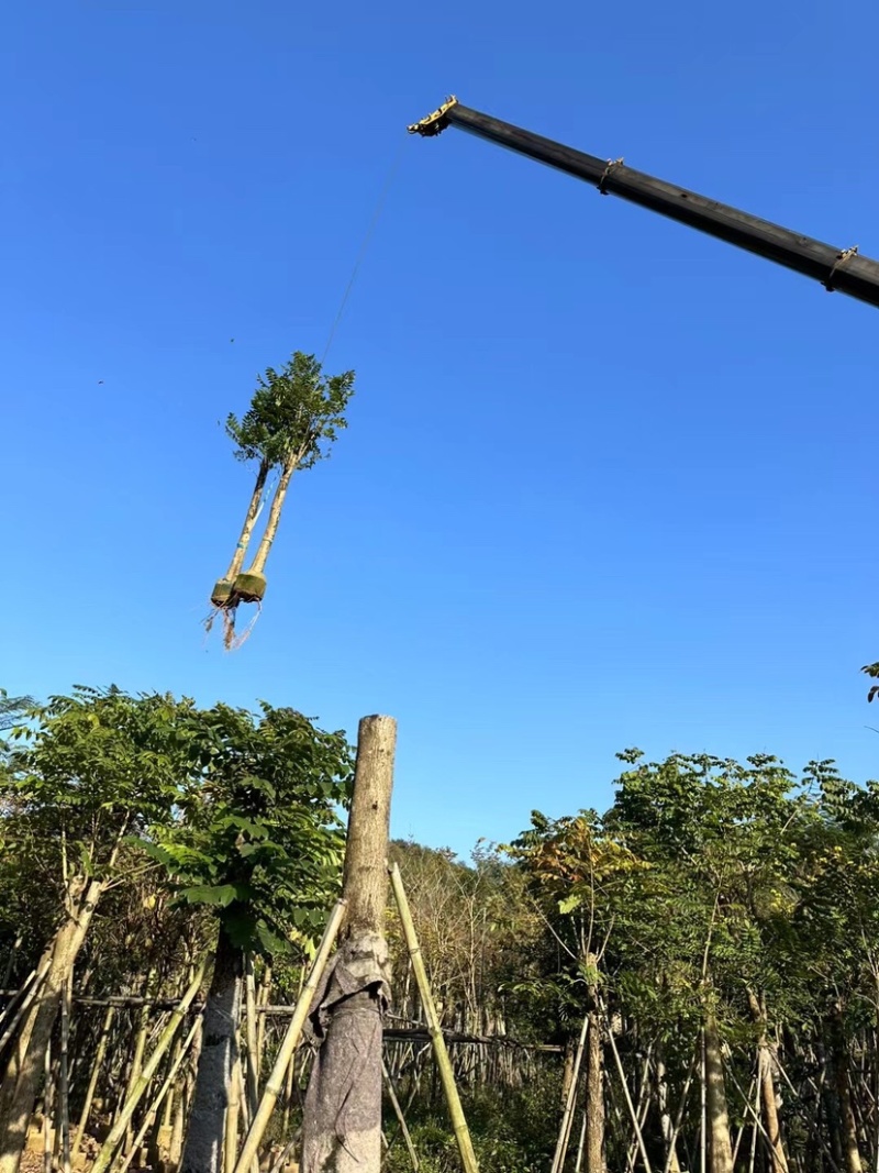 火焰木15～20公分基地直销规格齐全欢迎老板来电咨询