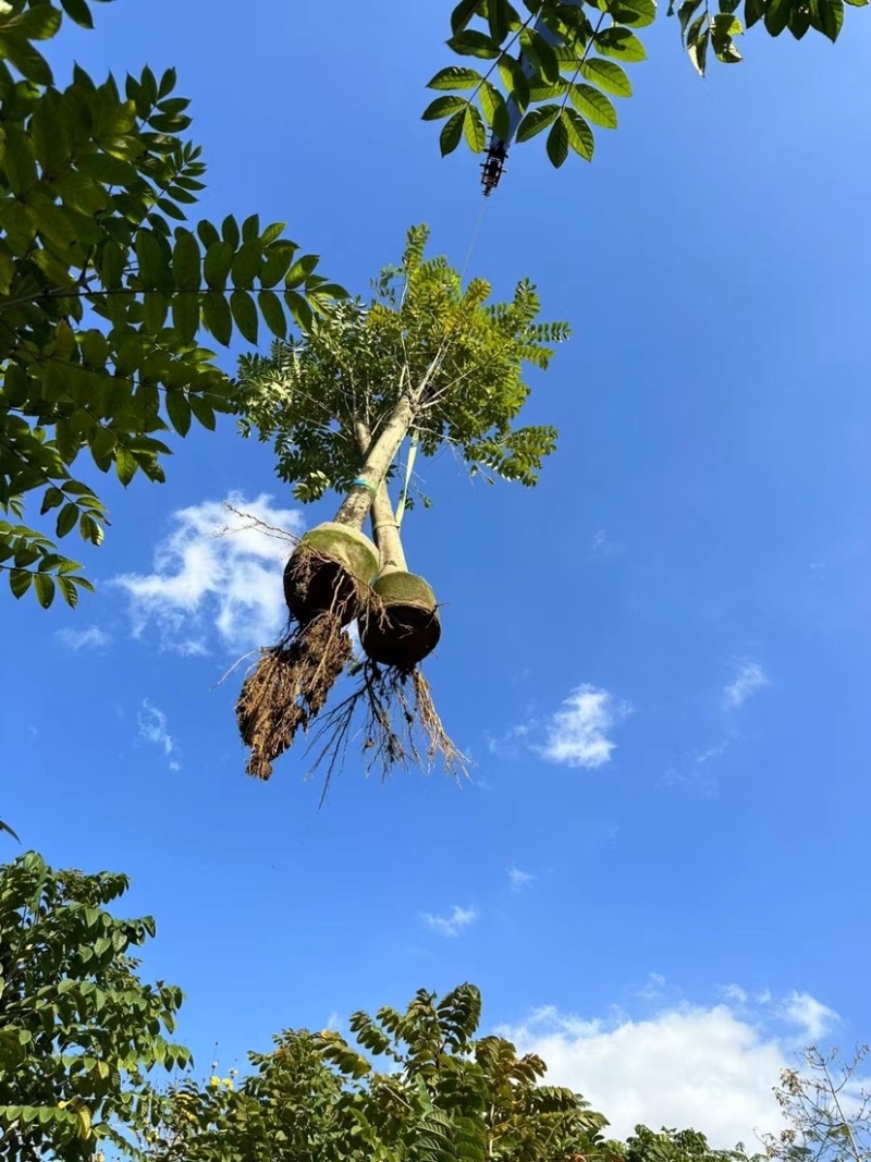 火焰木15～20公分基地直销规格齐全欢迎老板来电咨询