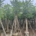 火焰木15～20公分基地直销规格齐全欢迎老板来电咨询