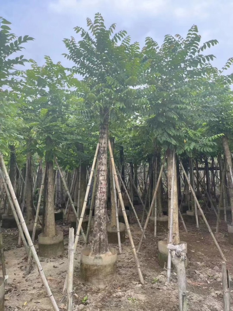 火焰木15～20公分基地直销规格齐全欢迎老板来电咨询