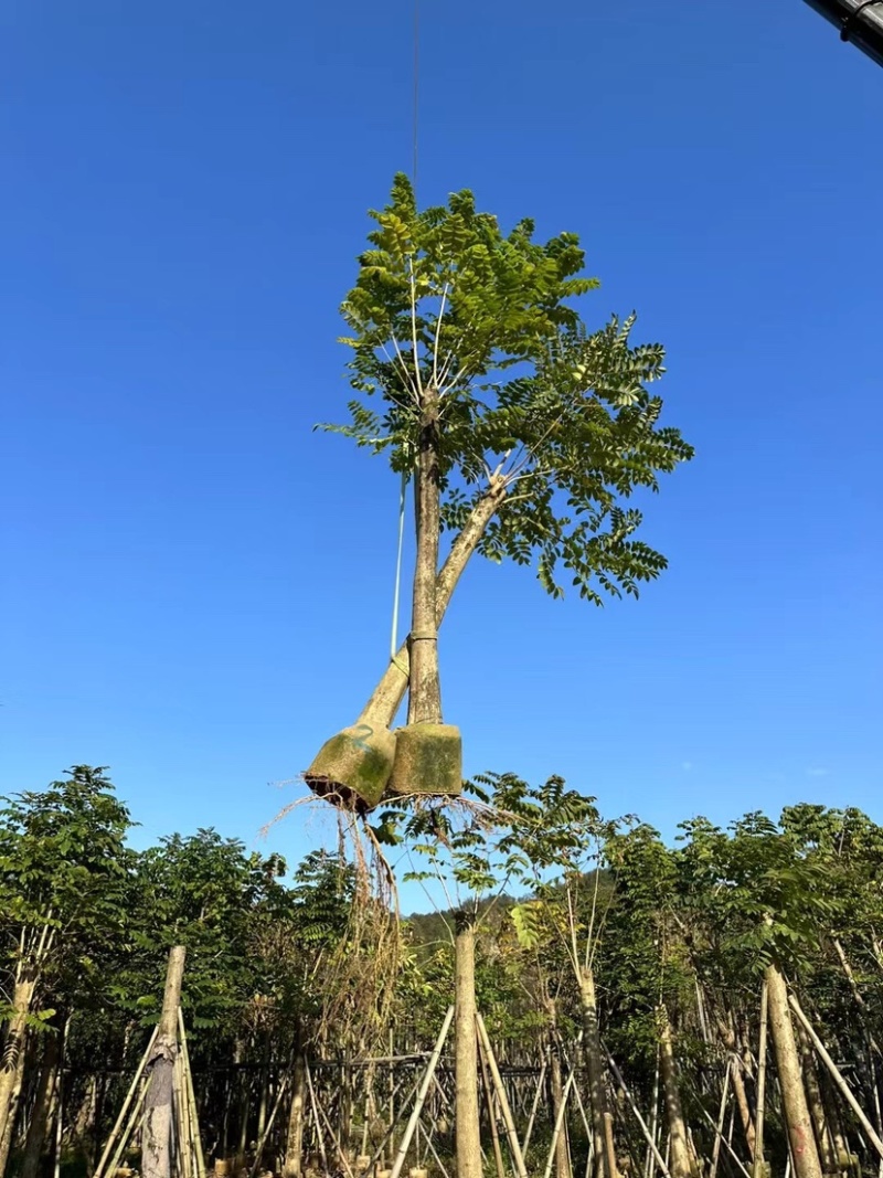 火焰木15～20公分基地直销规格齐全欢迎老板来电咨询