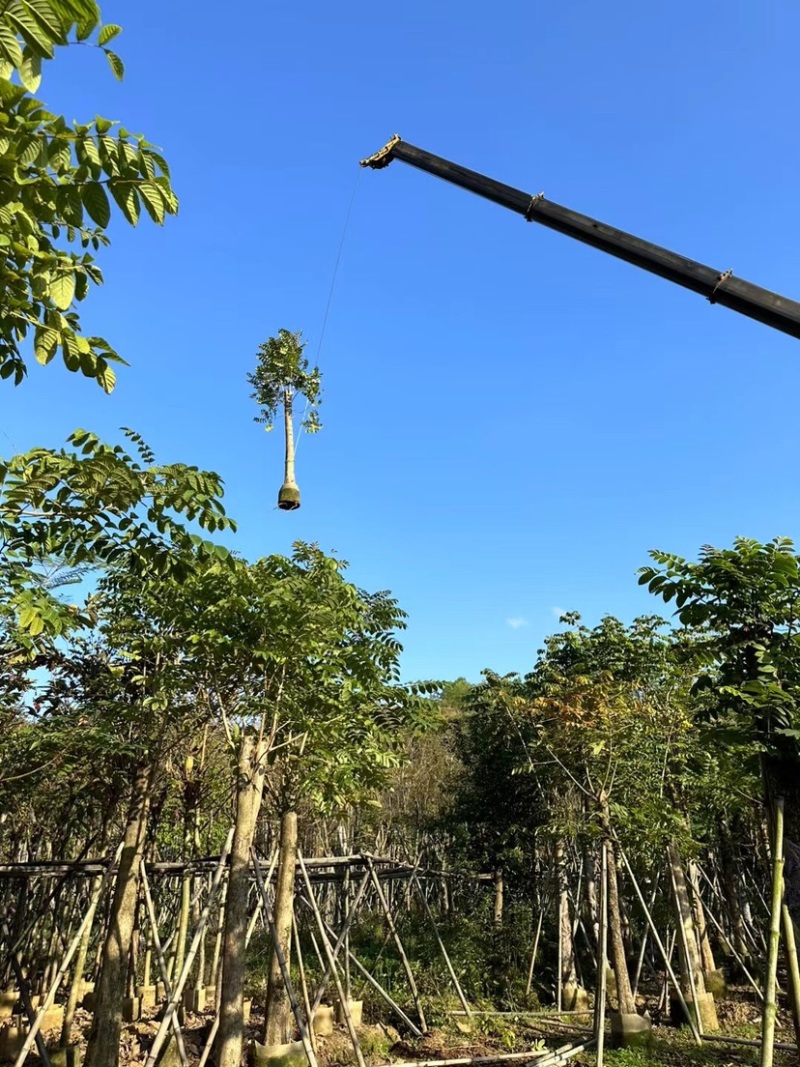 火焰木15～20公分基地直销规格齐全欢迎老板来电咨询