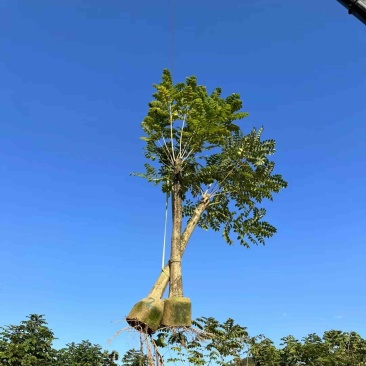 火焰木15～20公分基地直销规格齐全欢迎老板来电咨询