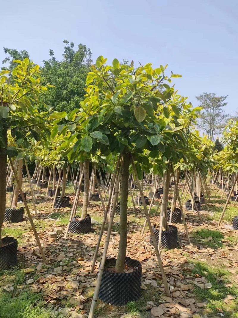 花叶高山榕/富贵榕5～15公分基地直销规格齐全