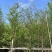 水杉5～10公分基地直销规格齐全欢迎老板来电咨询合作