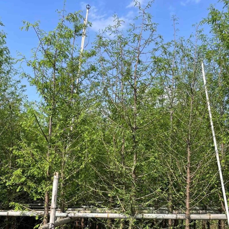 水杉5～10公分基地直销规格齐全欢迎老板来电咨询合作
