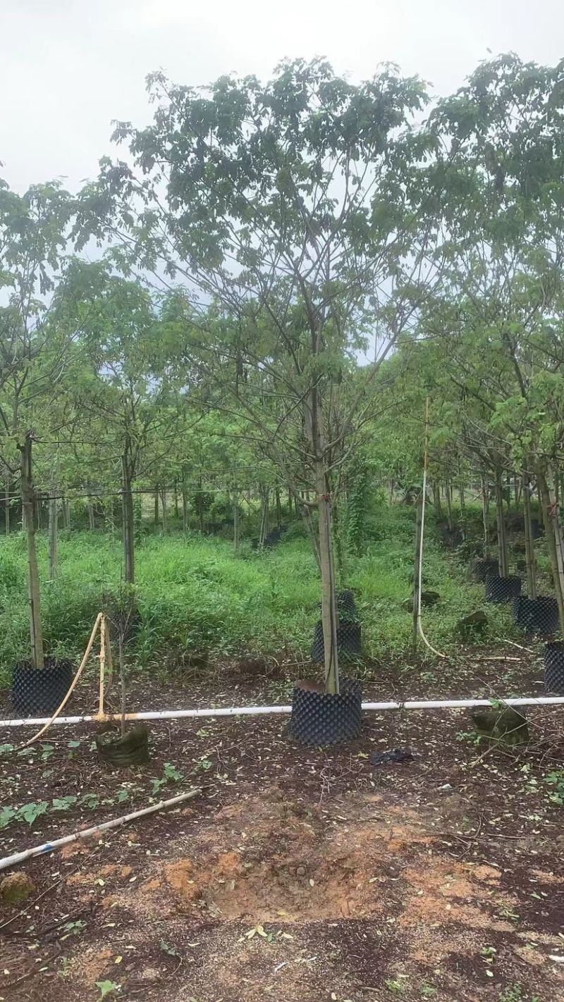 全冠/骨架黄槐3～15公分基地直销规格齐全欢迎来电