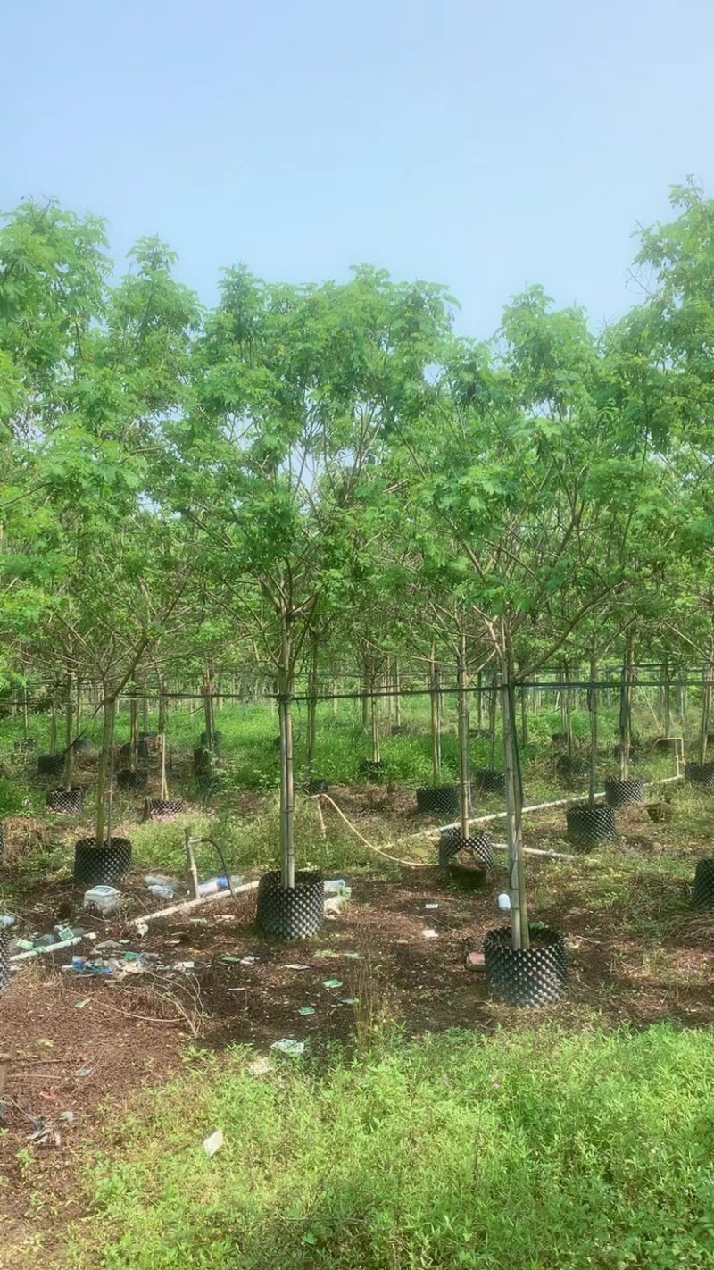 全冠/骨架黄槐3～15公分基地直销规格齐全欢迎来电