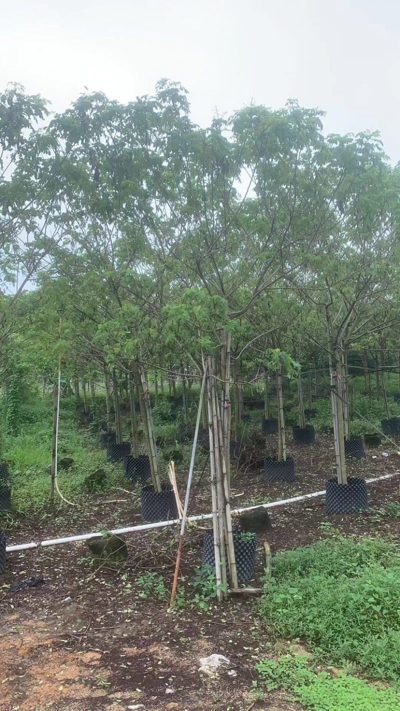 全冠/骨架黄槐3～15公分基地直销规格齐全欢迎来电