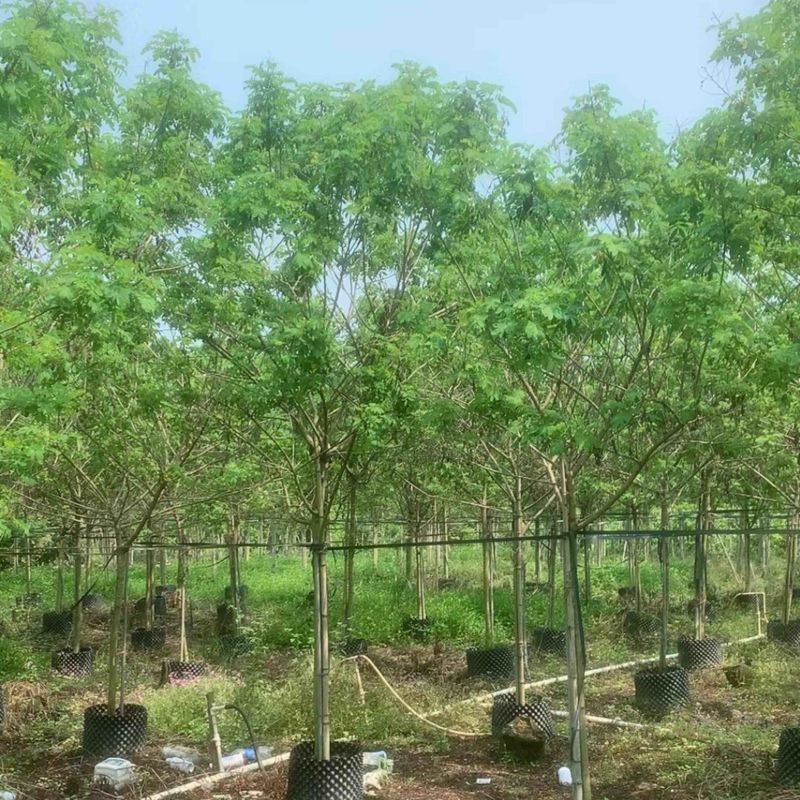 全冠/骨架黄槐3～15公分基地直销规格齐全欢迎来电