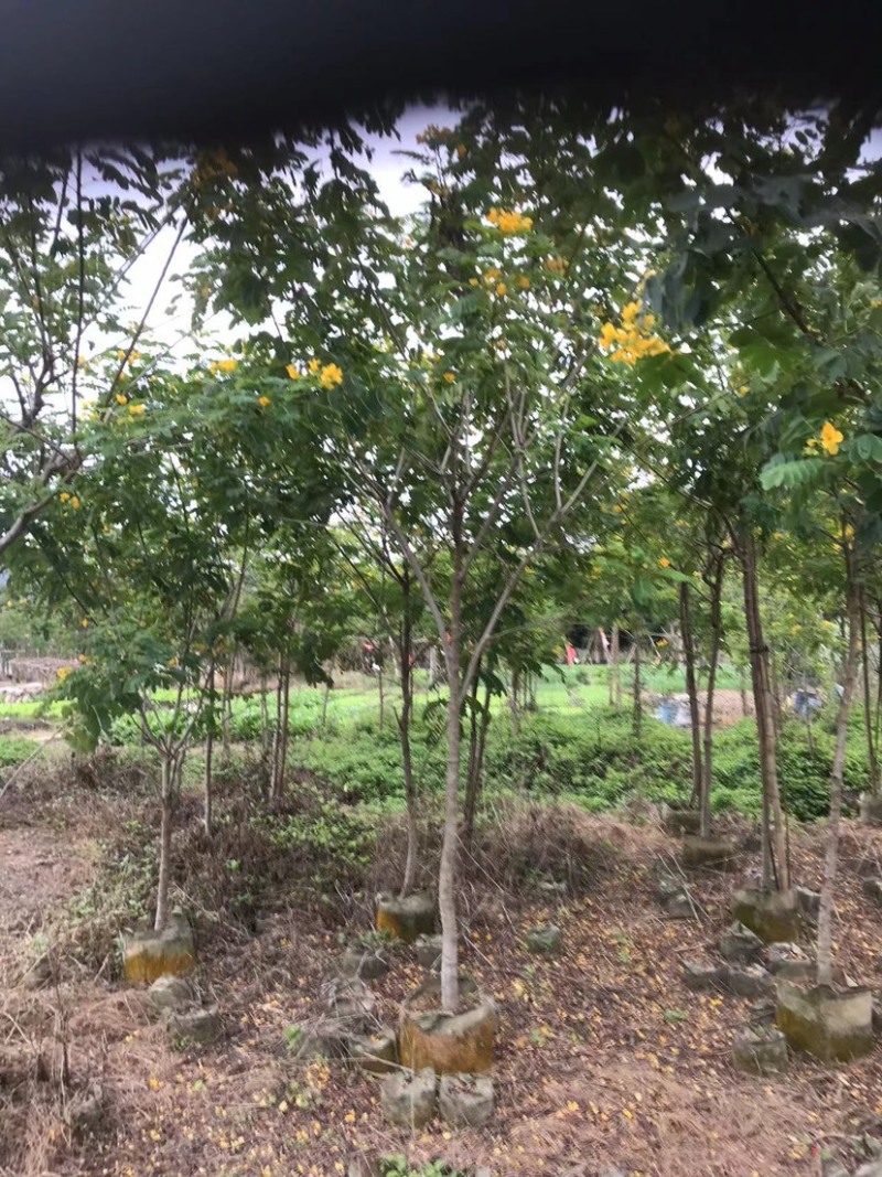 全冠/骨架黄花槐4～6公分基地直销规格齐全欢迎来电